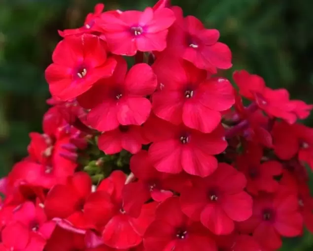 10 захватывающих сортов флоксов, которые преобразят ваш сад весной